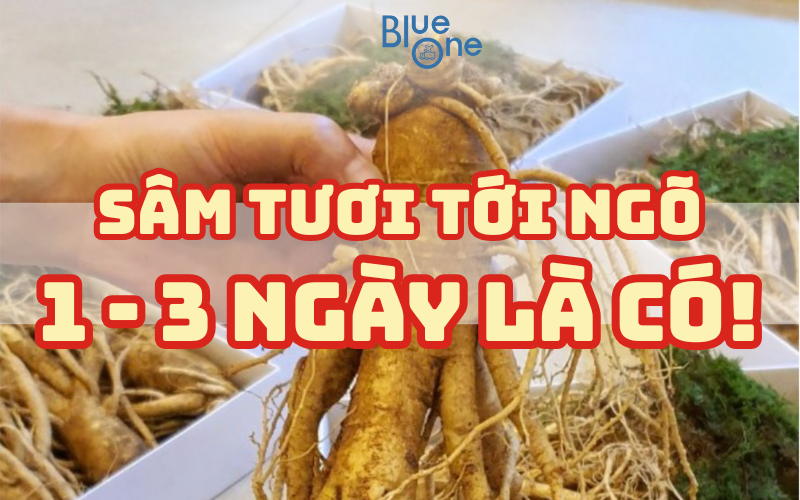 🛬 Đặt Sâm Tươi Hàn Quốc – Giao Nhanh Về Việt Nam Trong 1–3 Ngày Cùng BlueOne
