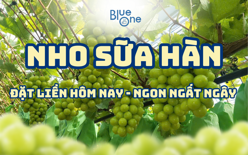 Nho sữa Hàn Quốc – Trái cây cao cấp đầu mùa